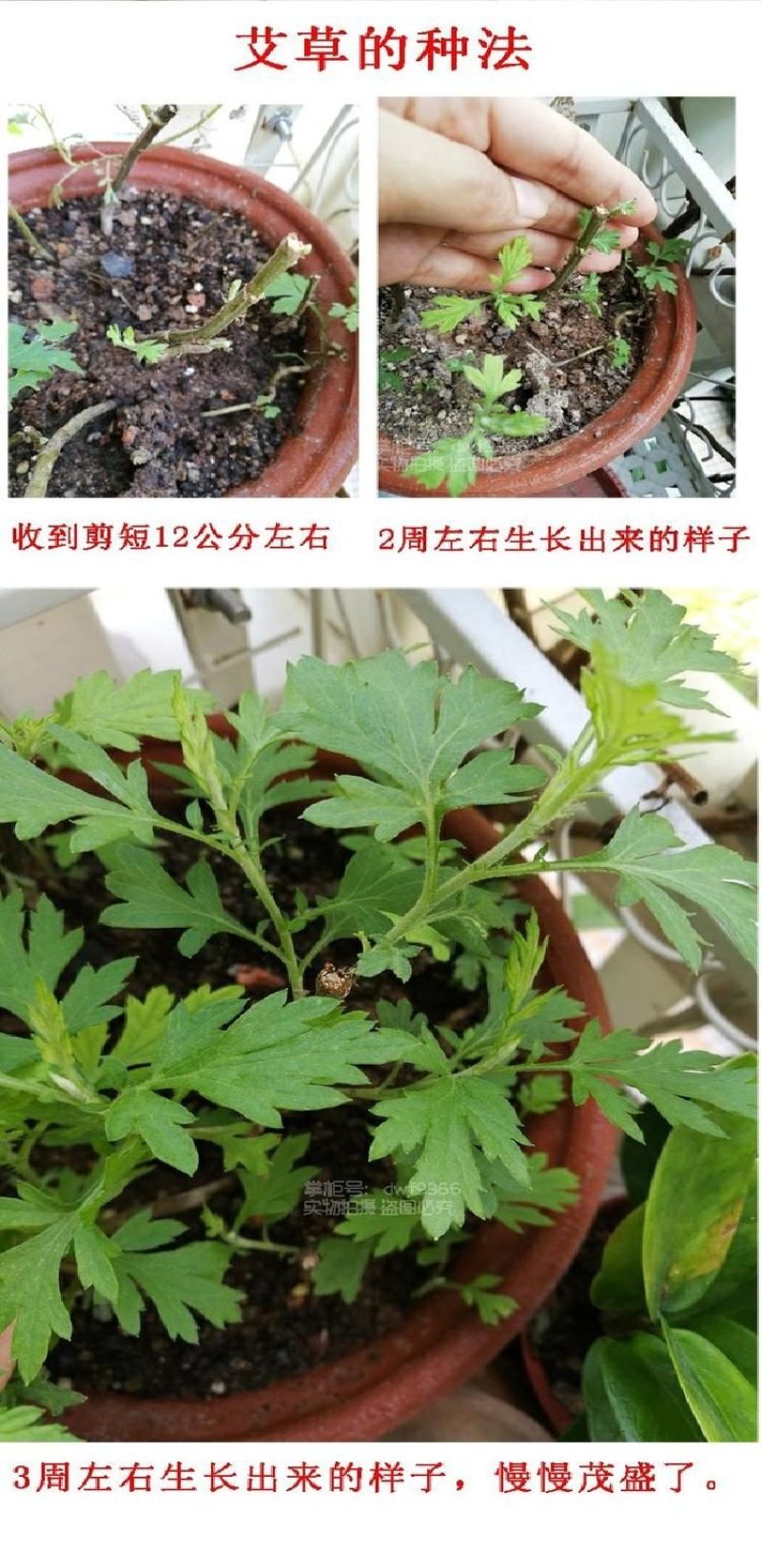 纯种食用艾草根四季盆栽种植艾草种植药用煲汤艾蒿新鲜绿植花