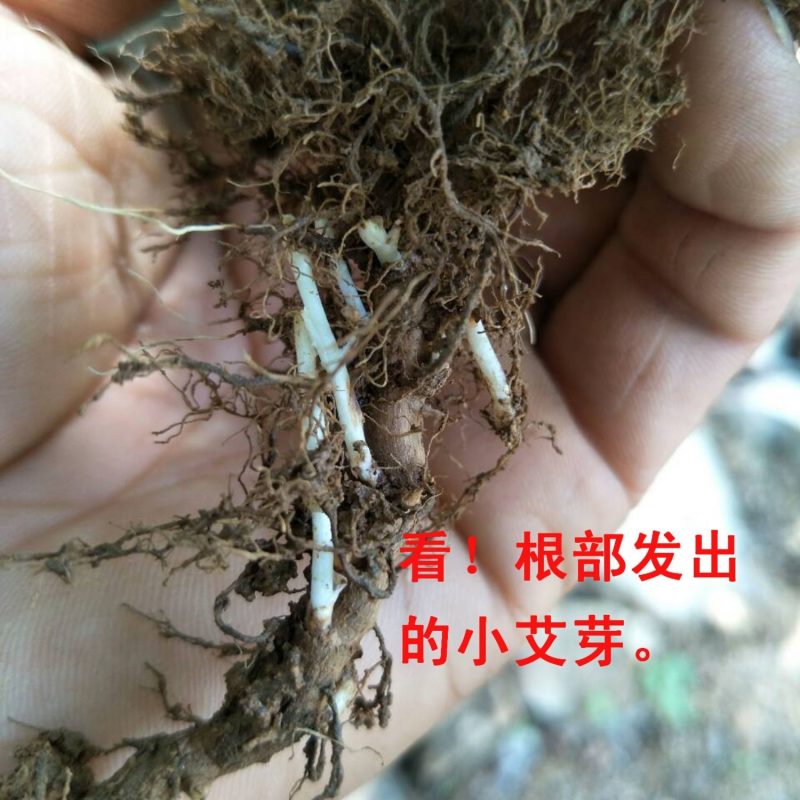 纯种食用艾草根四季盆栽种植艾草种植药用煲汤艾蒿新鲜绿植花