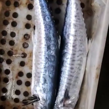 小马鲛鱼2一4斤重，。。。。。？？？？？？？？