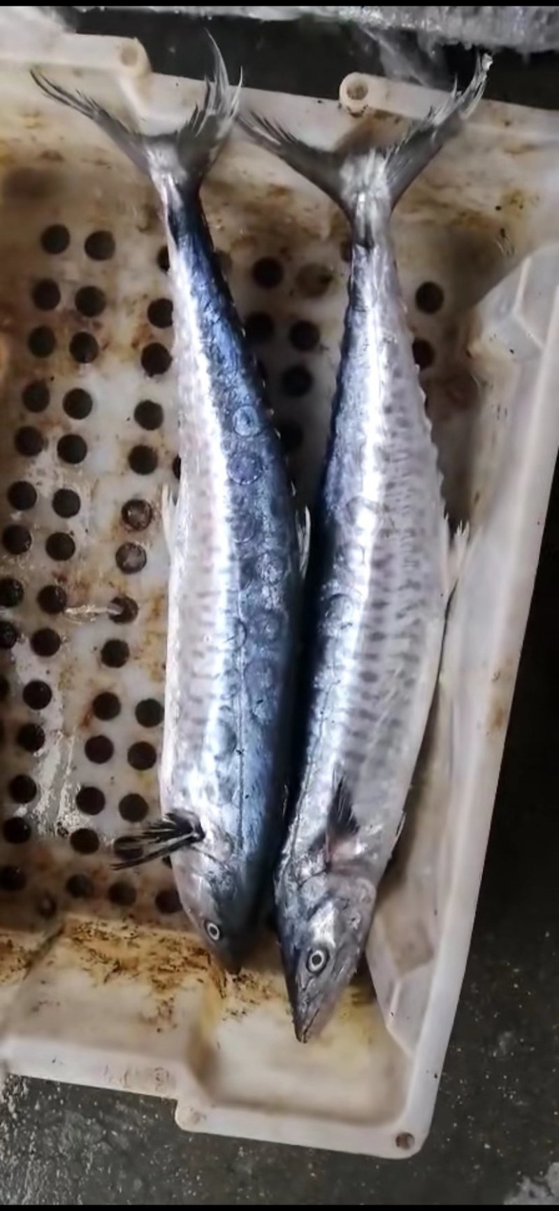 小马鲛鱼2一4斤重，。。。。。？？？？？？？？