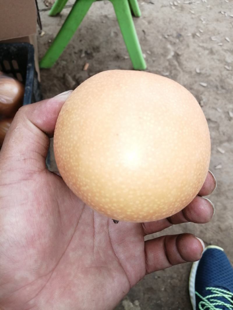 基地常年诚心经营顾客秋月梨冰糖梨，口感纯正，颜色好看！