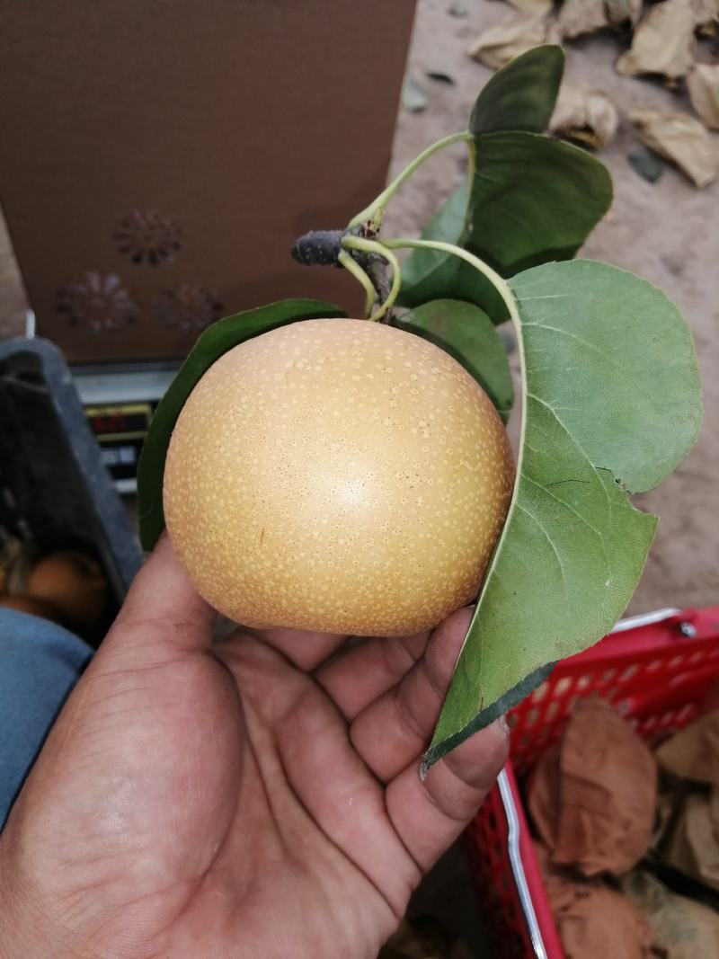 基地常年诚心经营顾客秋月梨冰糖梨，口感纯正，颜色好看！