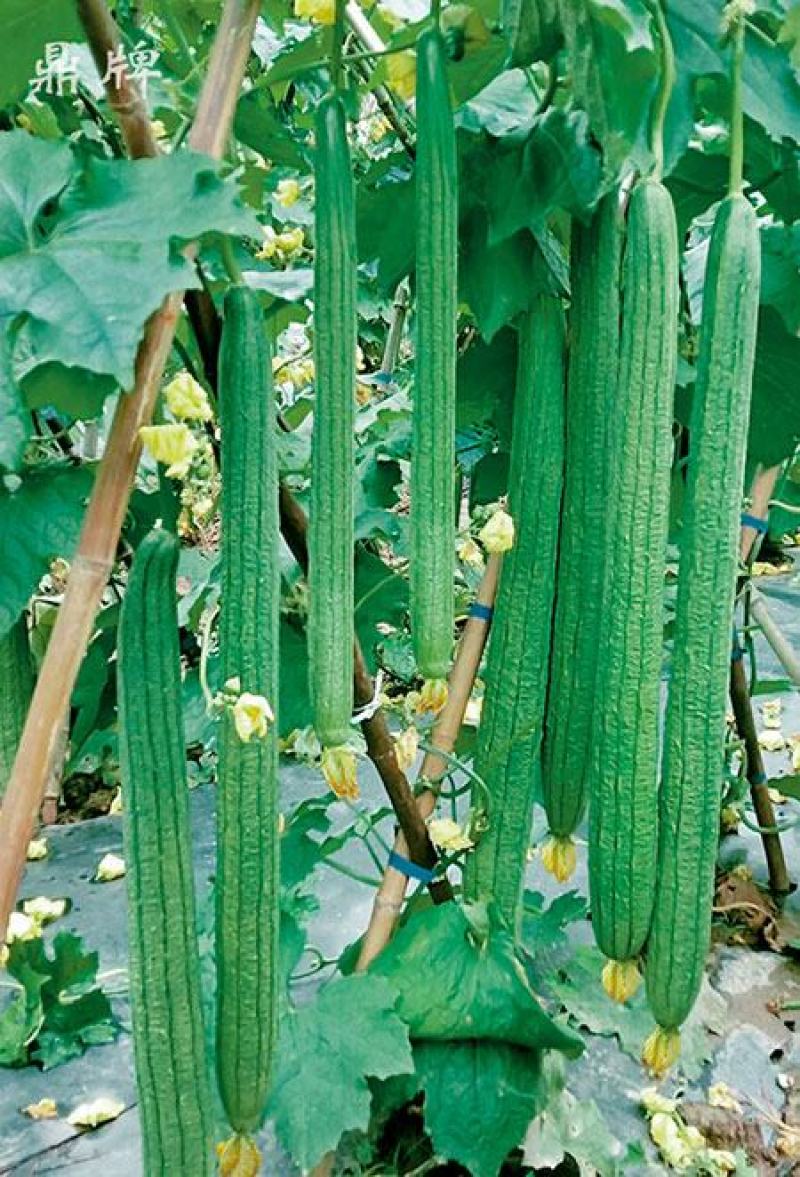 山东泰安德兴隆农业预定丝瓜苗苦瓜苗菜花苗西兰花苗各种种苗