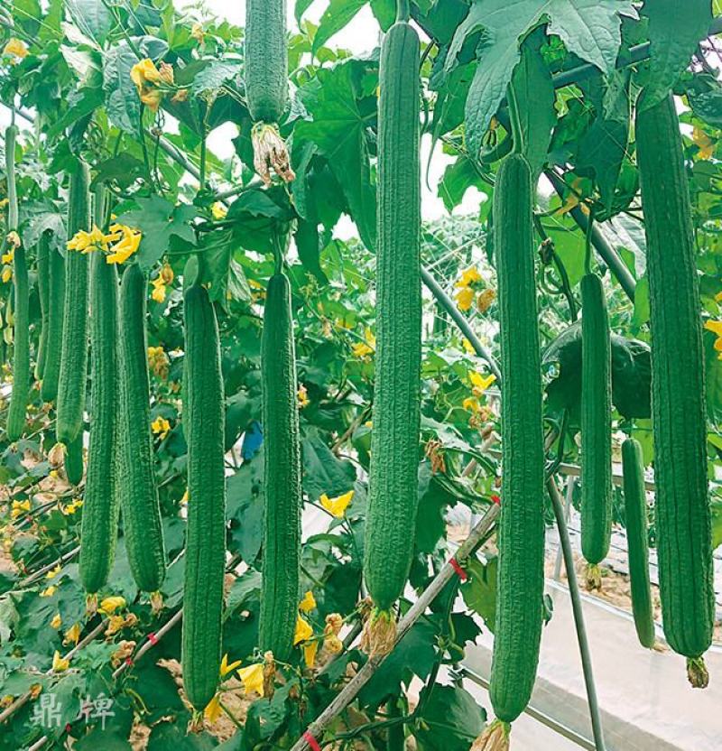 山东泰安德兴隆农业预定丝瓜苗苦瓜苗菜花苗西兰花苗各种种苗