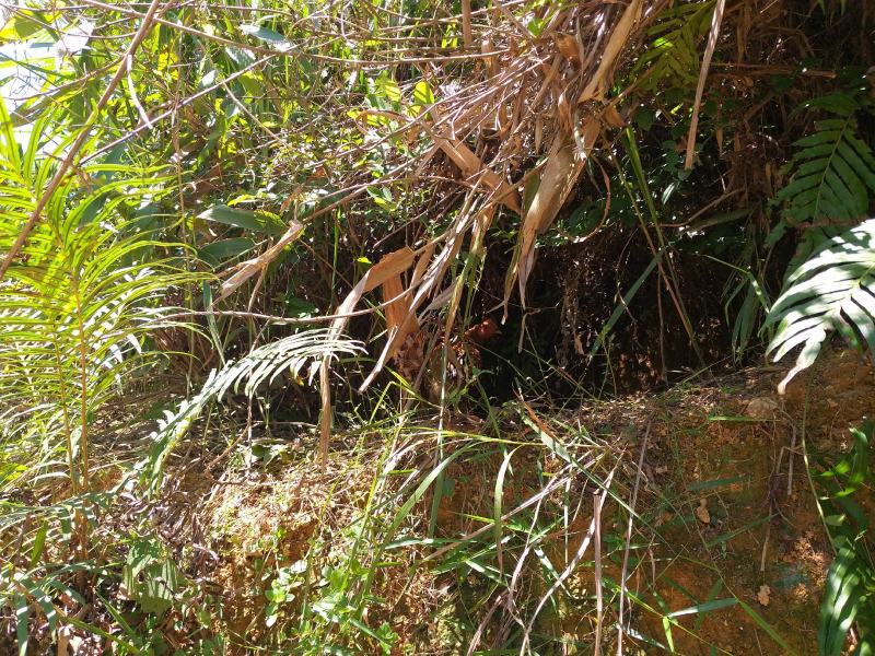 160天走地鸡预售如果价格还升可能再养久点