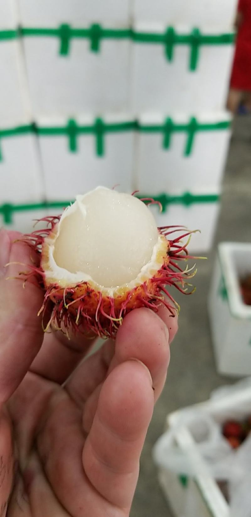 红毛丹，越南红毛丹，产地直发，持续有货...