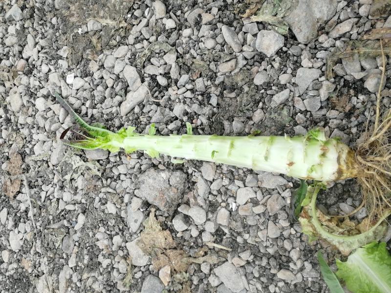 莴苣永登缸子沟红叶莴笋