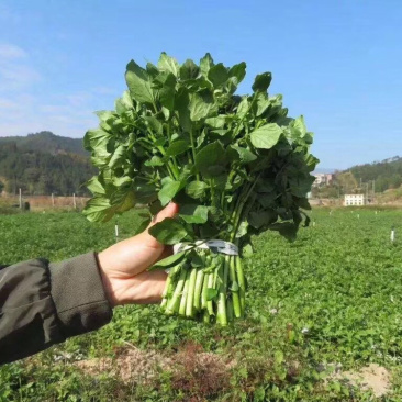 阳山县西洋菜（豆瓣菜）
