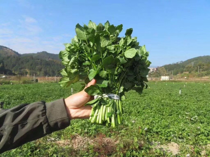 阳山县西洋菜（豆瓣菜）