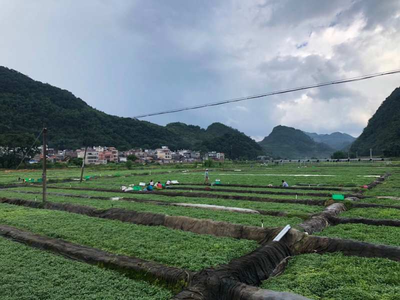 阳山县西洋菜（豆瓣菜）
