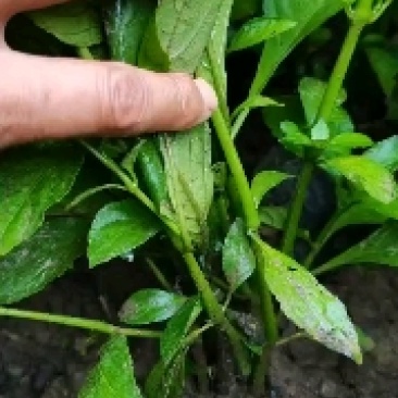 200亩板蓝根苗约6000万株，苗粗壮，成活率95%，，