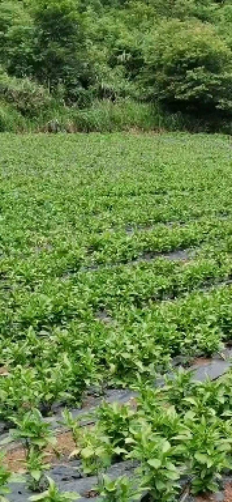 200亩板蓝根苗约6000万株，苗粗壮，成活率95%，，