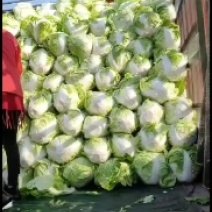 山西省太谷秦白二号大白菜大量上市产地直发质量高，品质好！