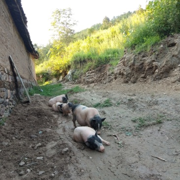 出售巴马香猪，小猪，怀孕母猪
