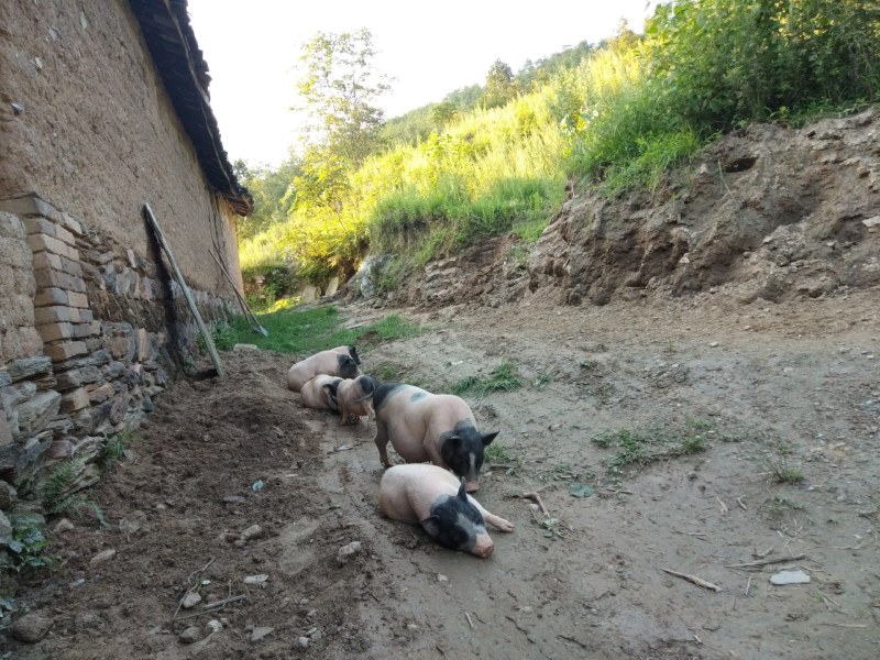 出售巴马香猪，小猪，怀孕母猪