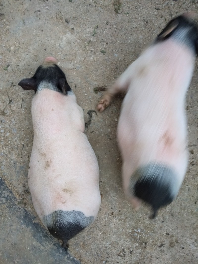出售巴马香猪，小猪，怀孕母猪