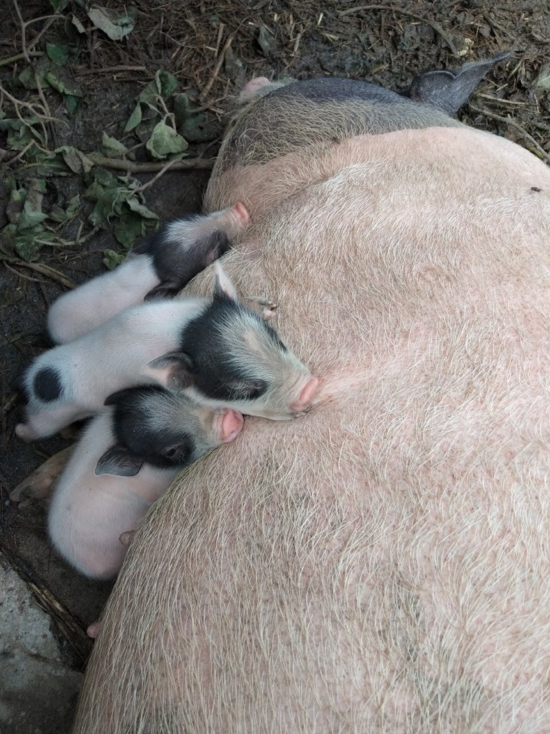 出售巴马香猪，小猪，怀孕母猪