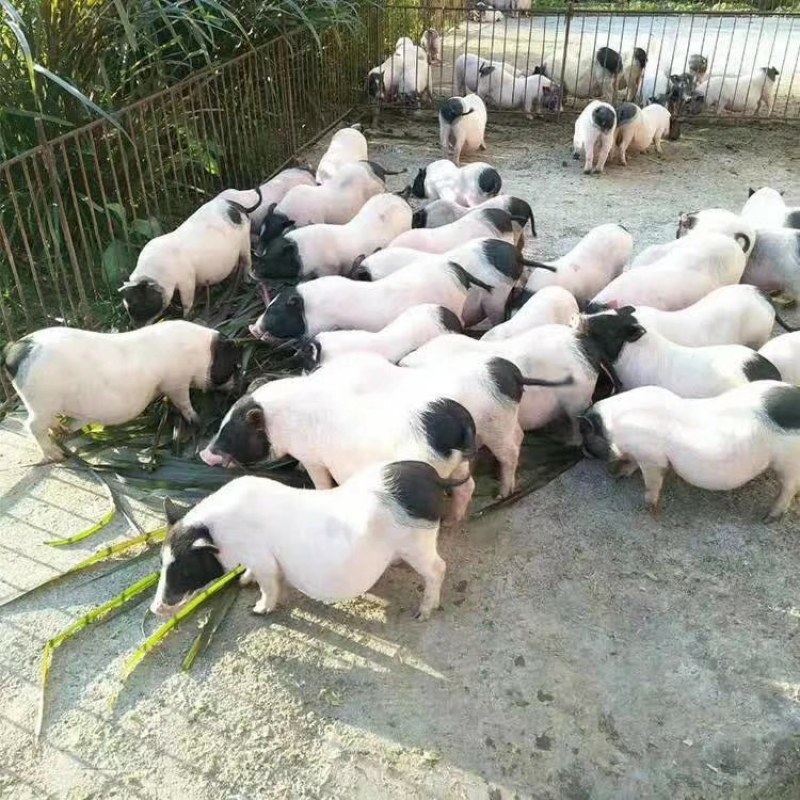 出售巴马香猪，小猪，怀孕母猪