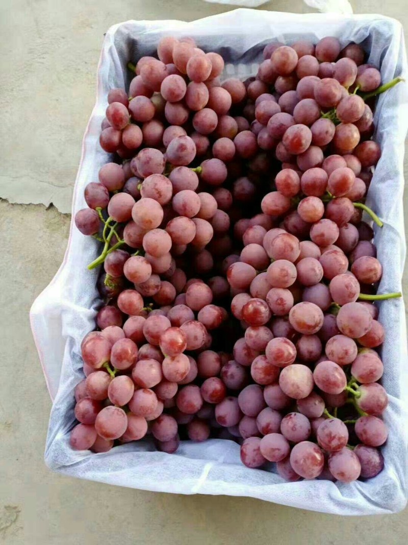 无核白葡萄上市啦敦煌无核白，甜甜的，颗粒大口感脆甜糖度高