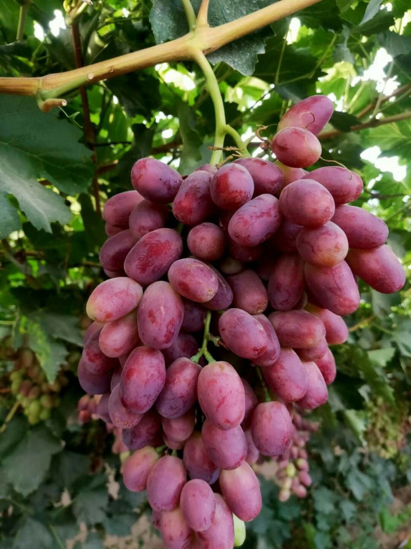 无核白葡萄上市啦敦煌无核白，甜甜的，颗粒大口感脆甜糖度高