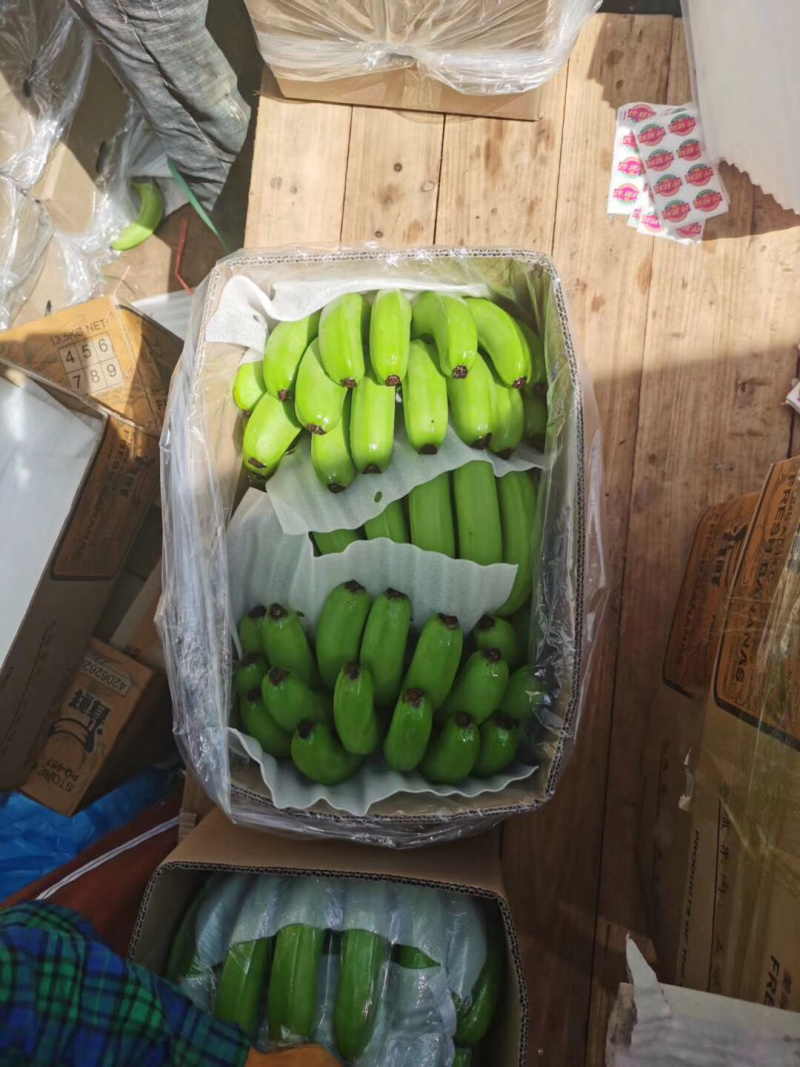 广东湛江，遂溪，硇州岛，香蕉........
