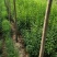 优质大叶女贞苗量大批发供应，欢迎新老客户光临选购