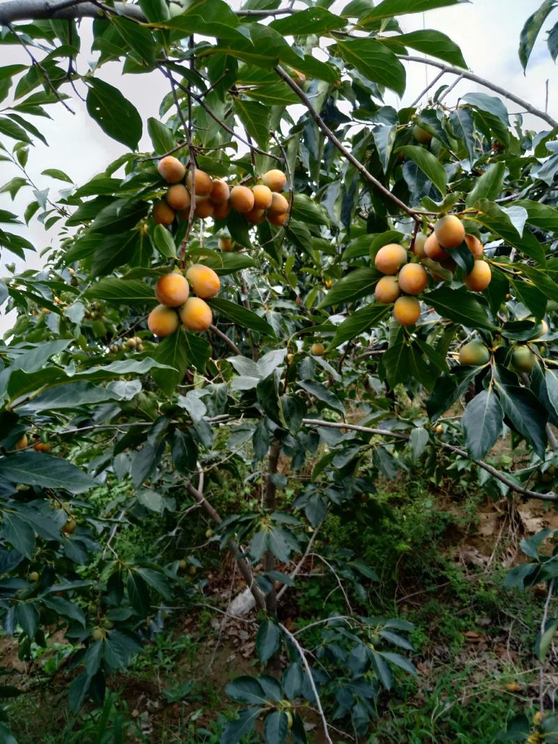 吊红柿子，珍珠小柿子。