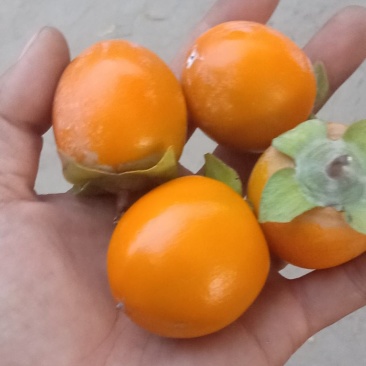 吊红柿子，珍珠小柿子。