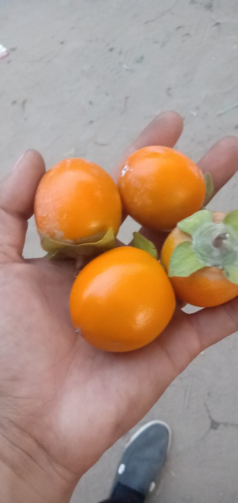 吊红柿子，珍珠小柿子。
