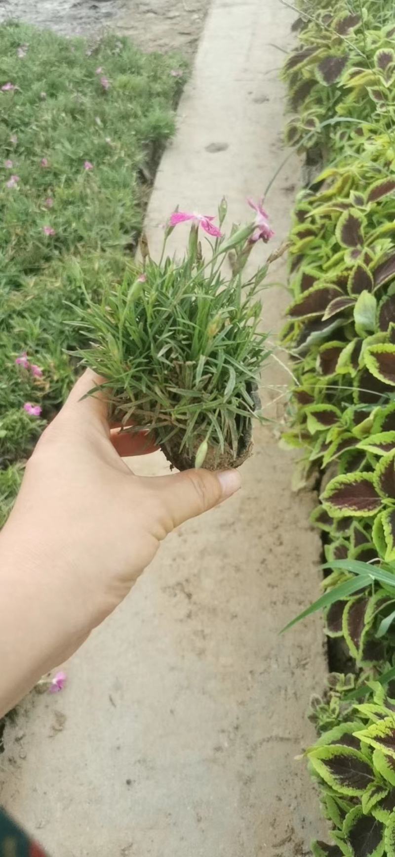 欧石竹小盆栽耐寒地被绿植庭院草坪四季开花不死花卉花期长