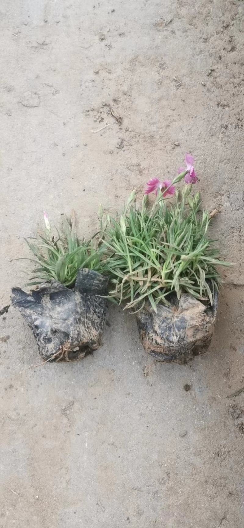 欧石竹小盆栽耐寒地被绿植庭院草坪四季开花不死花卉花期长