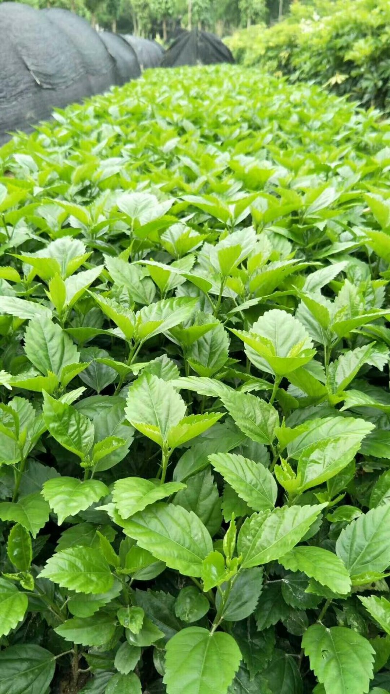 大量批发扶叠5斤袋~七斤袋