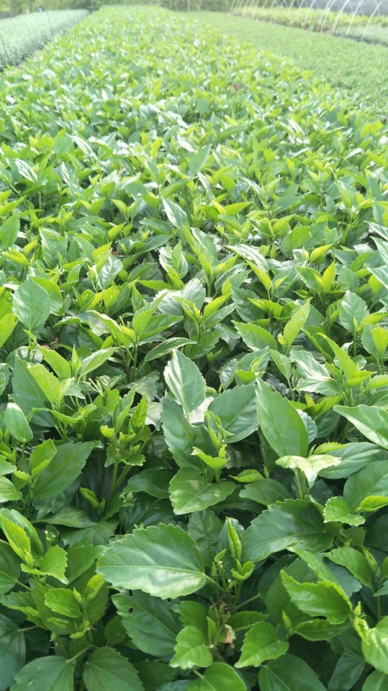 大量批发扶叠5斤袋~七斤袋