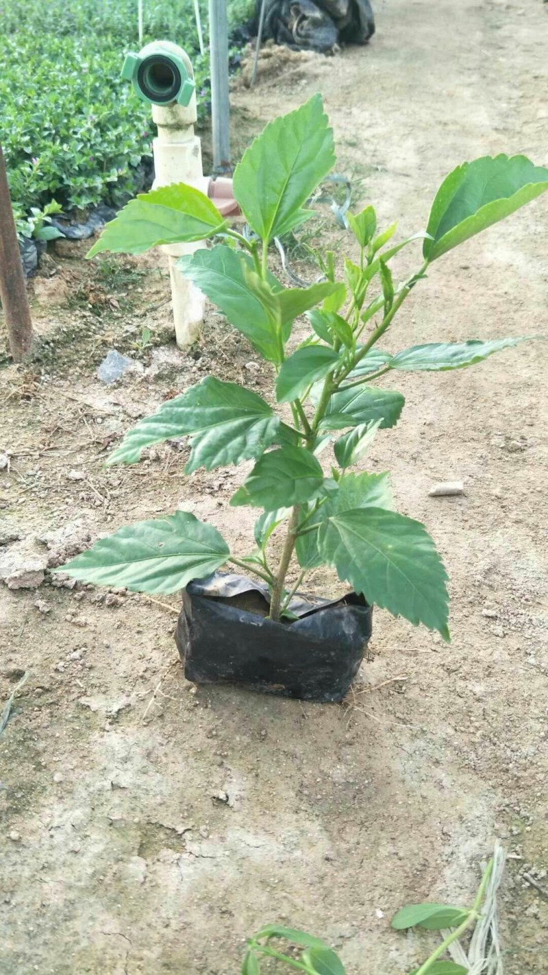 大量批发扶叠5斤袋~七斤袋