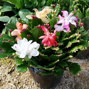 蟹爪兰花苗花卉盆栽多肉植物绿植蟹爪莲花卉嫁接盆栽吊兰