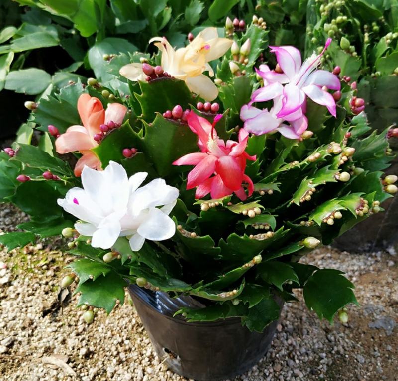 蟹爪兰花苗花卉盆栽多肉植物绿植蟹爪莲花卉嫁接盆栽吊兰