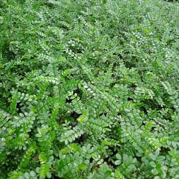 胡椒木大量供应批发全国各地