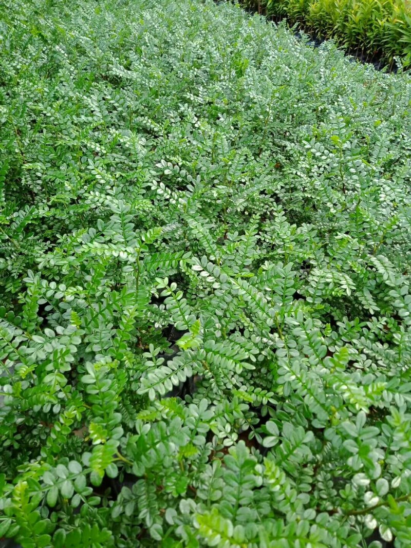 胡椒木大量供应批发全国各地