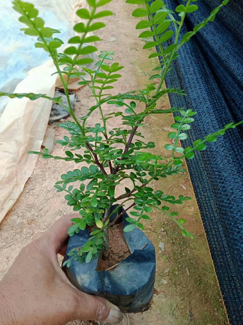 胡椒木大量供应批发全国各地