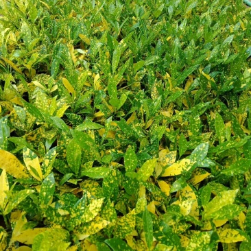大量供应批发洒金变叶木去5斤袋7斤袋