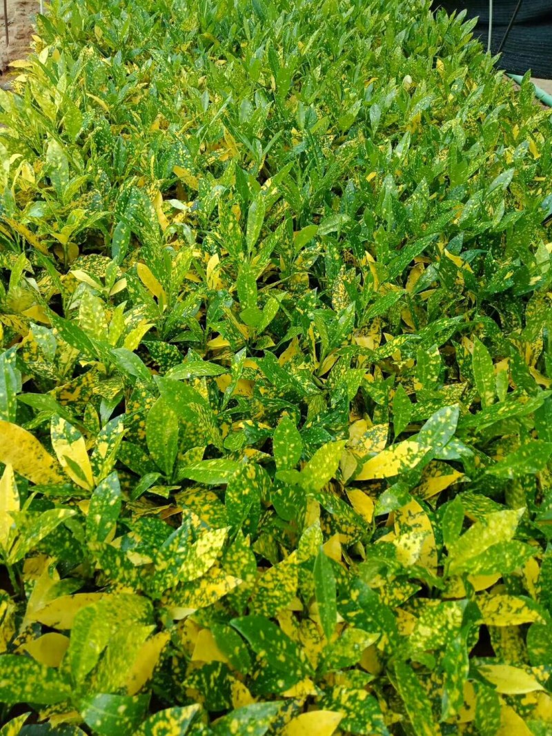 大量供应批发洒金变叶木去5斤袋7斤袋