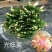 蟹爪兰花苗花卉盆栽多肉植物绿植蟹爪莲花卉嫁接盆栽吊兰