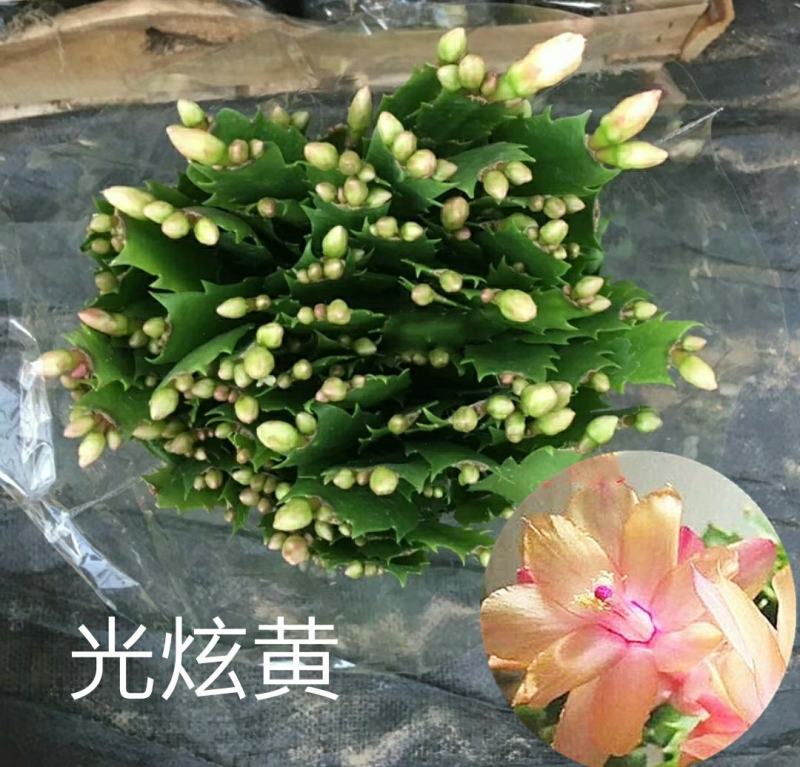 蟹爪兰花苗花卉盆栽多肉植物绿植蟹爪莲花卉嫁接盆栽吊兰