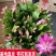 蟹爪兰花苗花卉盆栽多肉植物绿植蟹爪莲花卉嫁接盆栽吊兰