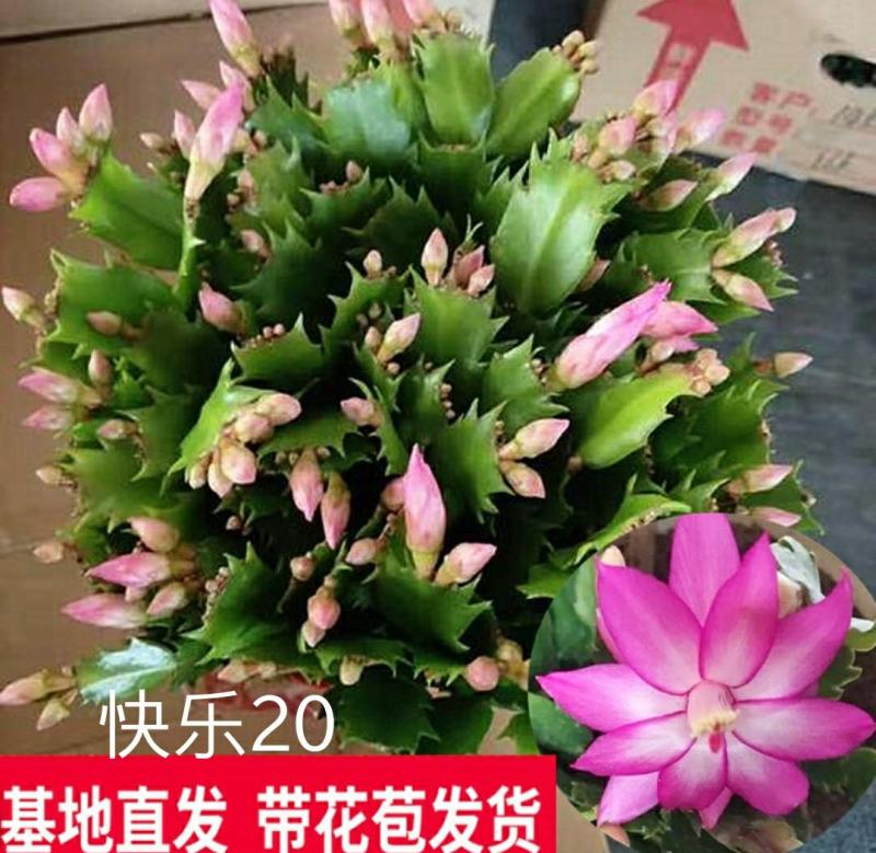 蟹爪兰花苗花卉盆栽多肉植物绿植蟹爪莲花卉嫁接盆栽吊兰