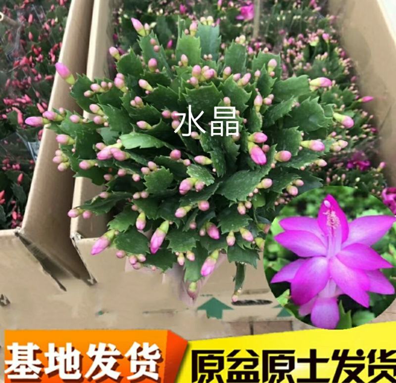 蟹爪兰花苗花卉盆栽多肉植物绿植蟹爪莲花卉嫁接盆栽吊兰