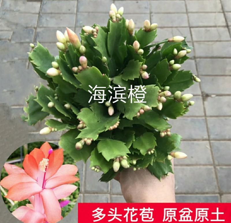 蟹爪兰花苗花卉盆栽多肉植物绿植蟹爪莲花卉嫁接盆栽吊兰