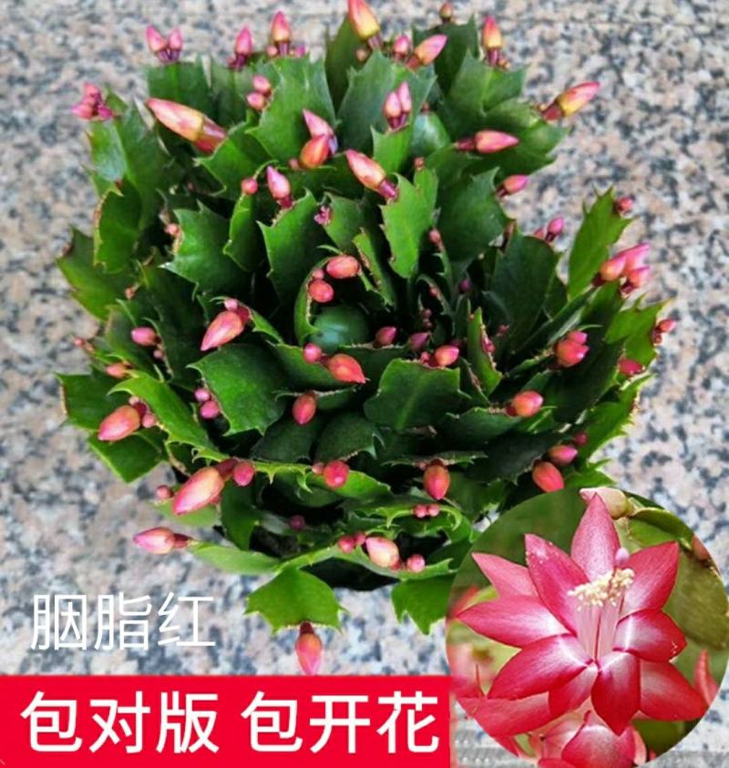蟹爪兰花苗花卉盆栽多肉植物绿植蟹爪莲花卉嫁接盆栽吊兰