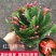 蟹爪兰花苗花卉盆栽多肉植物绿植蟹爪莲花卉嫁接盆栽吊兰