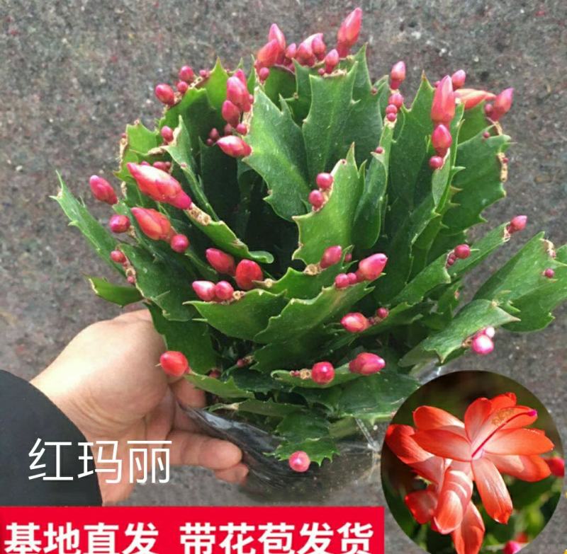 蟹爪兰花苗花卉盆栽多肉植物绿植蟹爪莲花卉嫁接盆栽吊兰